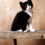 portrétní fotografie, fotoatelier, exterier, Praha, Prostějov, Olomouc