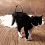 portrétní fotografie, fotoatelier, exterier, Praha, Prostějov, Olomouc