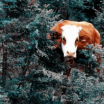 cestovatelské fotografie